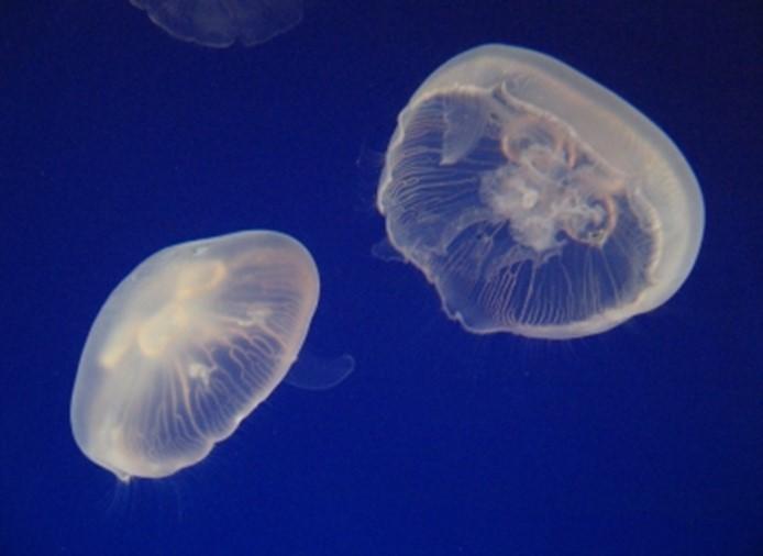 Celebrating the Enigmatic Ocean Dwellers: World Jellyfish Day, November 3, 2023